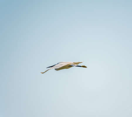 Little Egret in Flight. Small White Heron, lat. Egretta garzettaの写真素材