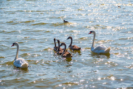 A pair of mute swans, Cygnus olor, swimming on a lake with its new born baby cygnets. White swans and its chicks. Mute swan protects its small offspring. Gray, fluffy new born baby cygnets.の写真素材