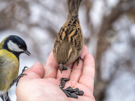 Sparrow eats seeds from a man's hand. A Sparrow bird sitting on the hand and eating nuts.の写真素材