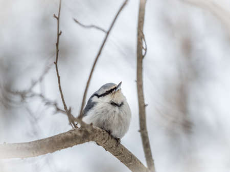 Eurasian nuthatch or wood nuthatch, lat. Sitta europaea, sitting on a tree branch with a blurred background. Gray and Orange colored small bird with a black eyestripe.の写真素材