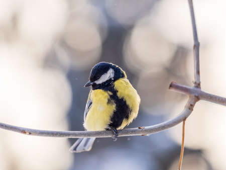 Cute bird Great tit, songbird sitting on a branch without leaves in the autumn or winter. Parus majorの写真素材