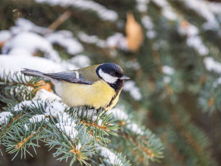 Cute bird Great tit, songbird sitting on the fir branch with snow in winter. Parus majorの写真素材
