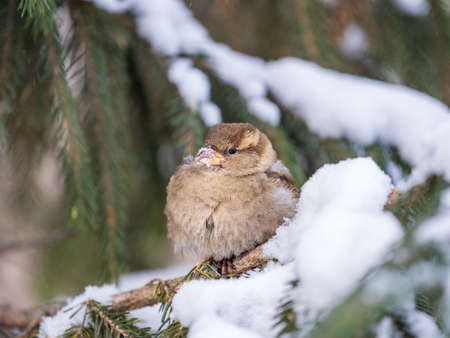 Sparrow sits on a fir branch in the sunset light. Sparrow on a branch with snow in the autumn or winterの写真素材