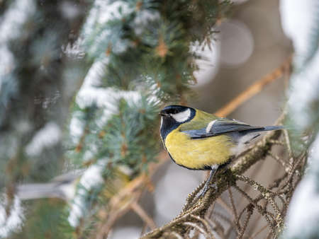 Cute bird Great tit, songbird sitting on the nice fir branch. Parus majorの写真素材