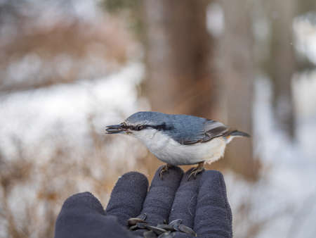 The Eurasian nuthatch eats seeds from a man's hand. Hungry bird wood nuthatch eating seeds from a hand during winter or autumn. Caring for animals in winter or autumn.の写真素材
