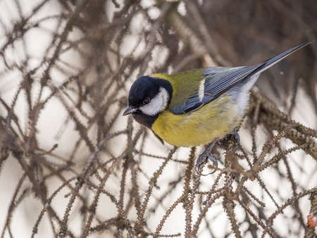 Cute bird Great tit, songbird sitting on a branch without leaves in the autumn or winter. Parus majorの写真素材