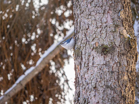 Eurasian nuthatch or wood nuthatch, lat. Sitta europaea, sitting on a tree trunk with a blurred background. Orange colored small bird with a black eyestripe.の写真素材