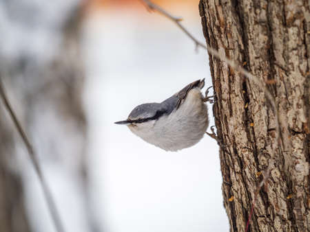 Eurasian nuthatch or wood nuthatch, lat. Sitta europaea, sitting on a tree trunk with a blurred background. Orange colored small bird with a black eyestripe.の写真素材