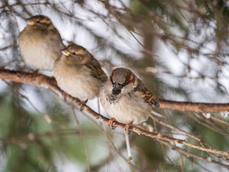 Three Sparrows sits on a fir branch. Sparrows on a branch in the autumn or winterの写真素材
