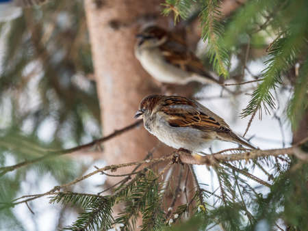Sparrow sits on a fir branch in the sunset light. Sparrow on a branch in the autumn or winterの写真素材