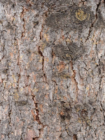 Bark texture and background of a old fir tree trunk. Detailed bark texture.の写真素材