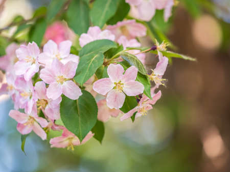 Fresh pink flowers of a blossoming apple tree with blurred background. Blossoming an apple tree. Pink flowers, Close-up.の写真素材
