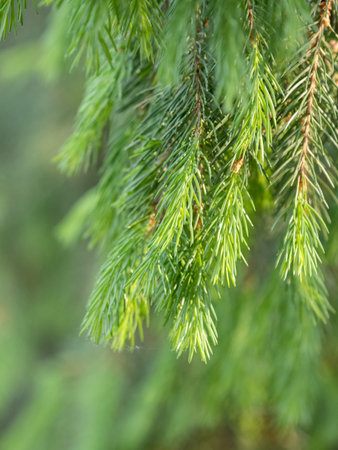 Fir branches with fresh shoots in spring. Young green shoots of spruce in the spring. Spruce...