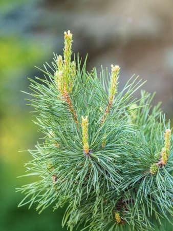 Green small pine trees with fresh shoots in spring or summer. Dense thickets of stunted pines with young branches in the spring in the mountainsの写真素材