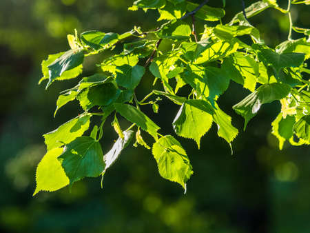 Green leaves of linden Tilia dasystyla on a green background. Tilia dasystyla is a deciduous lime tree speciesの写真素材