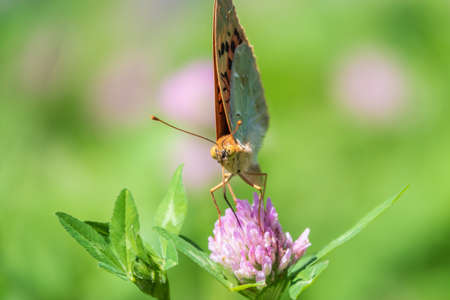 The dark green fritillary butterfly collects nectar on flower. Speyeria aglaja, previously known as Argynnis aglaja is a species of butterfly in the family Nymphalidae.の写真素材