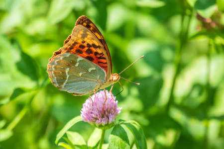The dark green fritillary butterfly collects nectar on flower. Speyeria aglaja, previously known as Argynnis aglaja is a species of butterfly in the family Nymphalidae.の写真素材