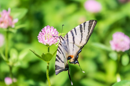 Beautiful Butterfly Scarce Swallowtail, Sail Swallowtail, Pear-tree Swallowtail, Podalirius. Butterfly sailboats family Papilionidae. Latin Iphiclides podaliriu. Butterfly collects nectar on flowerの写真素材