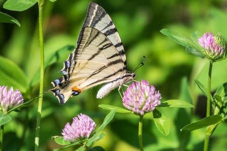 Beautiful Butterfly Scarce Swallowtail, Sail Swallowtail, Pear-tree Swallowtail, Podalirius. Butterfly sailboats family Papilionidae. Latin Iphiclides podaliriu. Butterfly collects nectar on flowerの写真素材