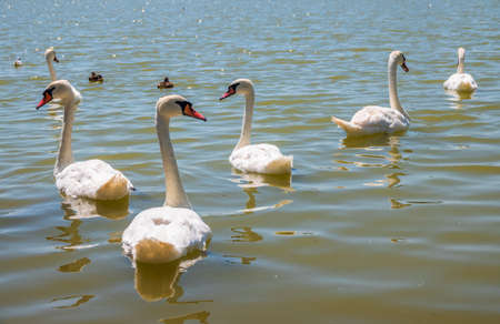 A large flock of graceful white swans swims in the lake., Swans in the wild. The mute swan, latin name Cygnus olor.の写真素材