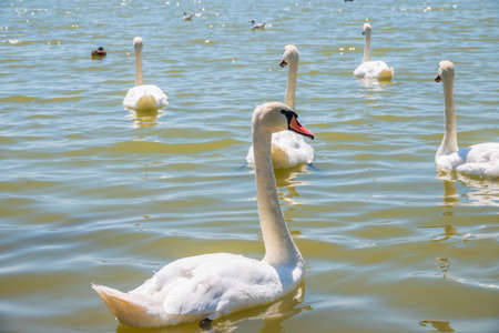 A large flock of graceful white swans swims in the lake., Swans in the wild. The mute swan, latin name Cygnus olor.の写真素材