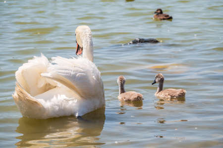 A female mute swan, Cygnus olor, swimming on a lake with its new born baby cygnets. White swan and its chicks. Mute swan protects its small offspring. Gray, fluffy new born baby cygnets.の写真素材