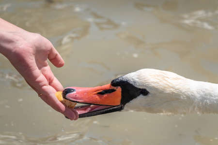 Girl feeding a mute swan in a lake from hand. Mute swan near the lake shore. Birds are not afraid of peopleの写真素材