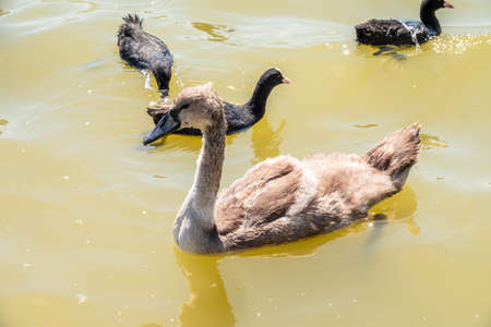 Beautiful baby cygnet mute swan fluffy gray and white chicks. Springtime new born wild swans birds in pond. Young swans swmming in a lake. The beautiful fluffy, soft and gray cygnets look adorable.の写真素材