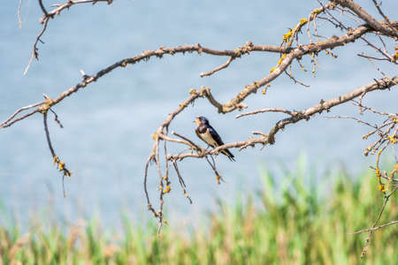 Barn Swallow Hirundo rustica resting on a dry branch of a tree in the summer on blue and green background. The barn swallow is the most widespread species of swallow in the worldの写真素材