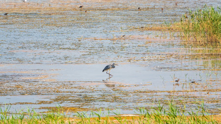 The gray heron stands in the lake. Gray heron Ardea cinerea looking at fish in shallow waterの写真素材