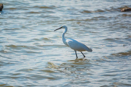 The white heron stands in the lake. Small White Heron, lat. Egretta garzetta, looking at fish in shallow waterの写真素材