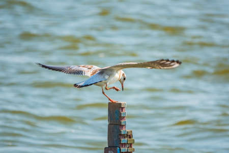 Juvenile bird Black-headed gull sits on the lake shore. The black-headed gull, lat. Chroicocephalus ridibundus is a small gull from the genus Chroicocephalus of the gull family Laridaeの写真素材