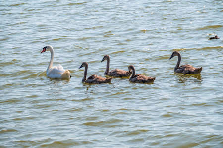 A female mute swan, Cygnus olor, swimming on a lake with its new born baby cygnets. White swan and its chicks. Mute swan protects its small offspring. Gray, fluffy new born baby cygnets.の写真素材