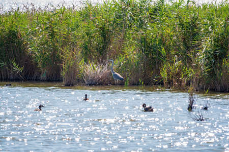 The gray heron stands in the lake. Gray heron Ardea cinerea looking at fish in shallow waterの写真素材
