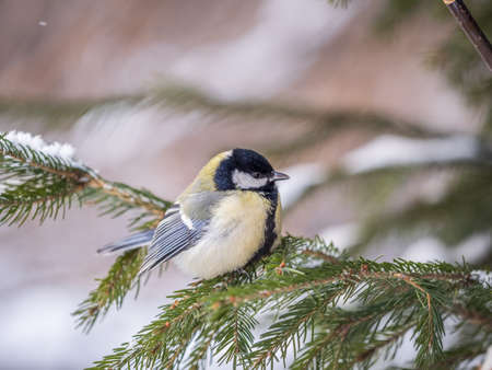 Cute bird Great tit, songbird sitting on the fir branch with snow in winter. Parus majorの写真素材