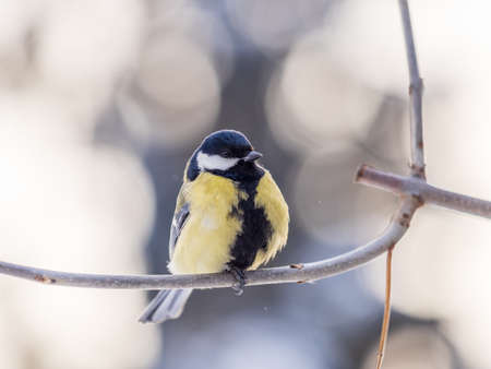Cute bird Great tit, songbird sitting on a branch without leaves in the autumn or winter. Parus majorの写真素材