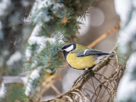 Cute bird Great tit, songbird sitting on the nice fir branch. Parus majorの写真素材