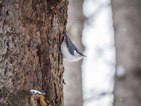 Eurasian nuthatch or wood nuthatch, lat. Sitta europaea, sitting on a tree trunk with snow in winter. Orange colored small bird with a black eyestripe.の写真素材