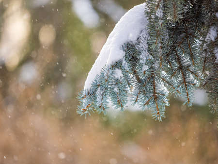 Green fir branches in winter covered with snow. Branches of fir tree as background, closeup. Christmas backgroundの写真素材
