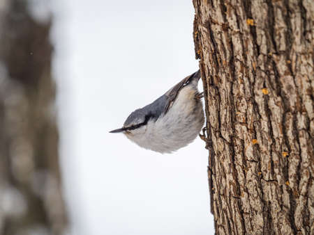 Eurasian nuthatch or wood nuthatch, lat. Sitta europaea, sitting on a tree trunk with a blurred background. Orange colored small bird with a black eyestripe.の写真素材