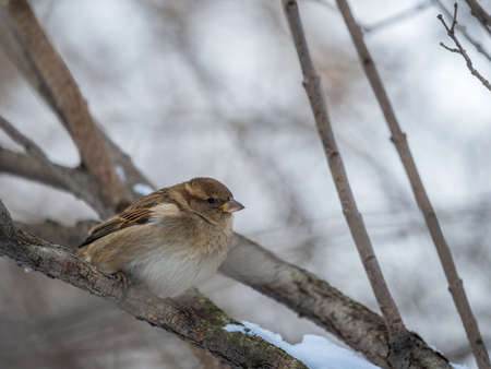 Sparrow sits on a branch without leaves. Sparrow on a branch in the autumn or winterの写真素材