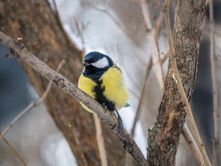 Cute bird Great tit, songbird sitting on a branch without leaves in the autumn or winter. Parus majorの写真素材