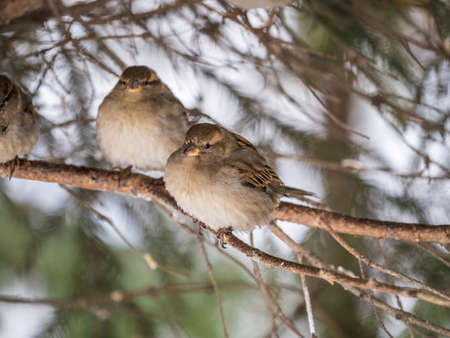 Two Sparrows sits on a branch without leaves. Sparrows on a branch in the autumn or winterの写真素材