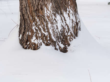 A tree trunk, snowbound in winter. The trunk of a willow covered with snow. nature in winter. Trees in winter.の写真素材