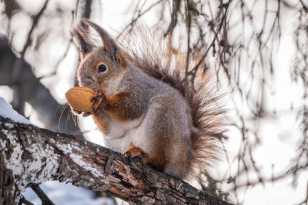 The squirrel with nut sits on tree in the winter or late autumn. Eurasian red squirrel, Sciurus vulgaris.の写真素材