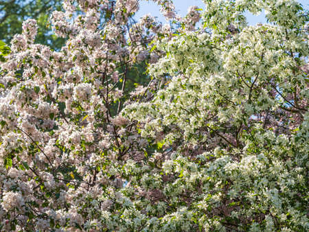 White blossoming apple trees. White apple tree flowers. Spring season, spring colorsの写真素材