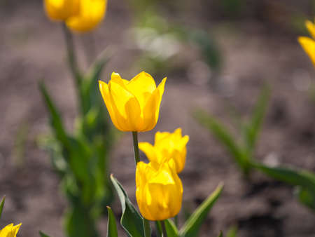 Colorful yellow tulips blossom in spring. Natural sprintime background.の写真素材