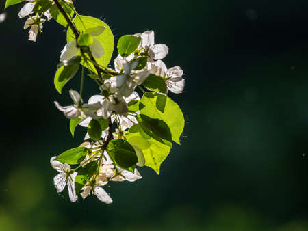 White blossoming apple trees. White apple tree flowers. Spring season, spring colorsの写真素材