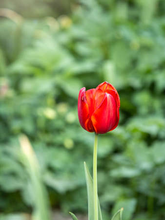 Colorful red tulips blossom in spring. Natural sprintime background.の写真素材