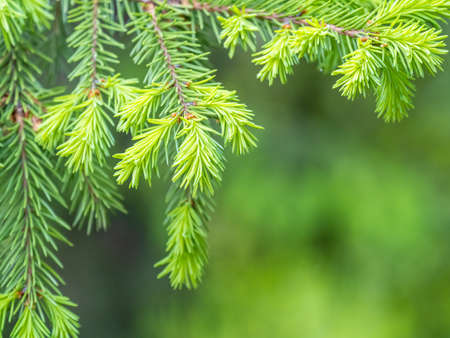 Fir branches with fresh shoots in spring. Young green shoots of spruce in the spring. Spruce branches on a green background. Young growing fir tree sprouts on branch in spring forest.の写真素材